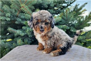 Natoya - Mini Bernedoodle for sale