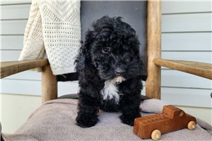 Knox - Bernedoodle, Mini for sale