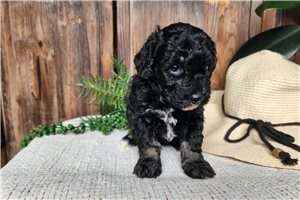 Naula - Bernedoodle, Mini for sale