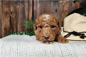 Kevin - puppy for sale