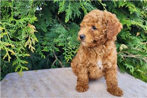 Kairo - Bernedoodle, Mini for sale