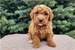 Kevin - Bernedoodle, Mini for sale