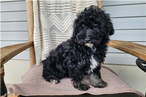 Naula - Bernedoodle, Mini for sale