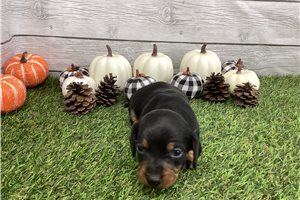 Sally - Dachshund, Smooth for sale