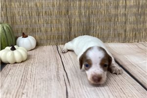 Saul - Dachshund, Smooth for sale