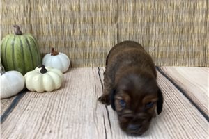 Sawyer - Dachshund, Smooth for sale