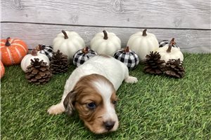 Saffron - Dachshund, Smooth for sale