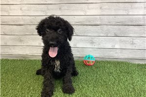 Tucker - Kerry Blue Terrier for sale