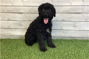 Thomas - Kerry Blue Terrier for sale