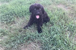Tate - Kerry Blue Terrier for sale