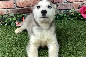 Noelle - Siberian Husky for sale