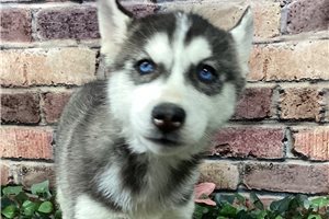 Natalie - Siberian Husky for sale