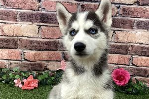 Nova - Siberian Husky for sale