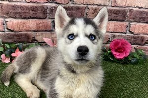 Nevaeh - Siberian Husky for sale