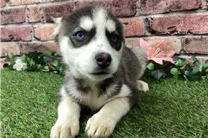 Naomi - Siberian Husky for sale