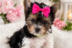 Brielle - Biewer Terrier for sale