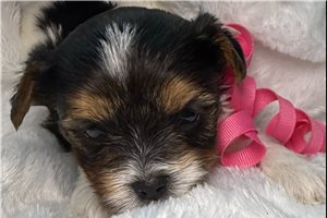 Brielle - Biewer Terrier for sale