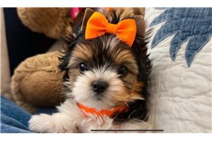 Bonnie - Biewer Terrier for sale