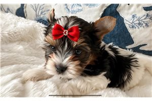 Blaire - Biewer Terrier for sale