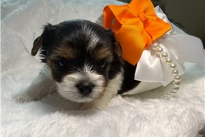 Bonnie - Biewer Terrier for sale