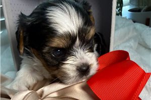 Blaire - Biewer Terrier for sale