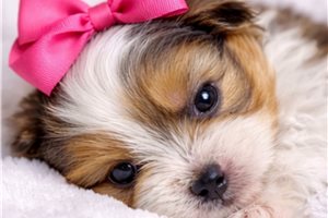 Alaya - Yorkshire Terrier - Yorkie for sale