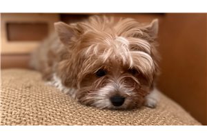 Aero - Yorkshire Terrier - Yorkie for sale