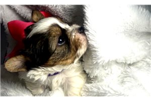 Bella - Yorkshire Terrier - Yorkie for sale