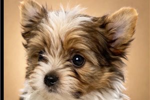Aero - Yorkshire Terrier - Yorkie for sale