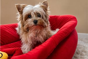 Aero - Yorkshire Terrier - Yorkie for sale