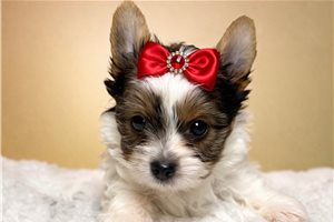 Bella - Yorkshire Terrier - Yorkie for sale