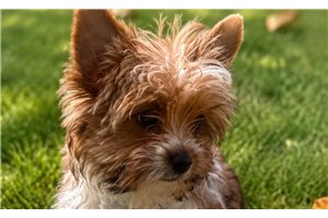Aero - Yorkshire Terrier - Yorkie for sale