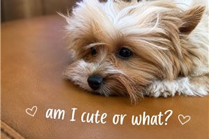 Aero - Yorkshire Terrier - Yorkie for sale