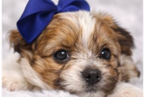 Aero - Yorkshire Terrier - Yorkie for sale