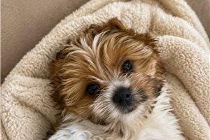 Aero - Yorkshire Terrier - Yorkie for sale