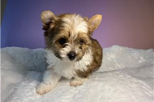 Aero - Yorkshire Terrier - Yorkie for sale