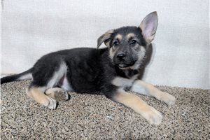 Nicolette - German Shepherd for sale