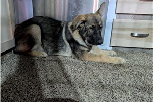 Natalie - German Shepherd for sale