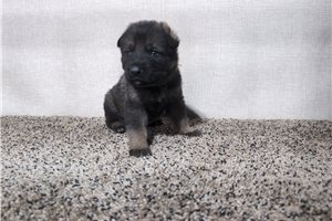 Nathaniel - German Shepherd for sale