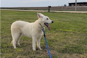 Missy - German Shepherd for sale