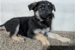 Nutmeg - German Shepherd for sale