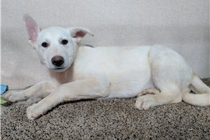 Miranda - puppy for sale