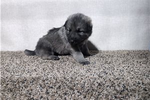 Nora - German Shepherd for sale