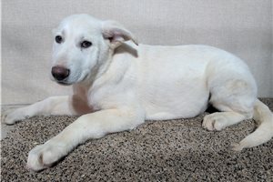 Misha - puppy for sale