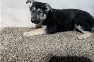 Nicolas - German Shepherd for sale
