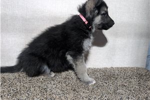 Nevaeh - German Shepherd for sale