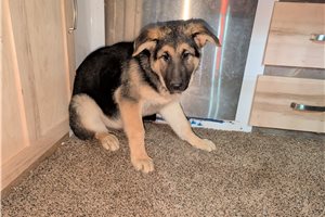 Nicolette - German Shepherd for sale