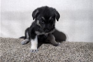 Monty - puppy for sale