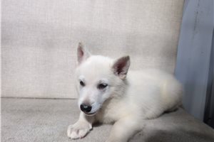 Hudson - puppy for sale
