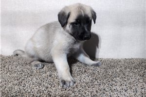 Moki - puppy for sale